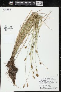 Carex bebbii image