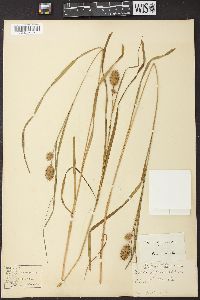 Carex squarrosa image