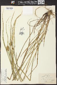 Carex squarrosa image