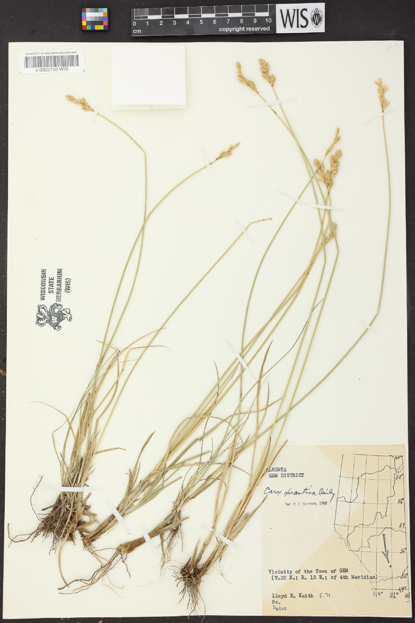 Carex xerantica image