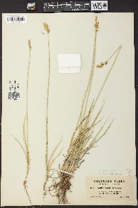 Carex xerantica image