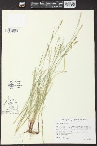 Carex woodii image