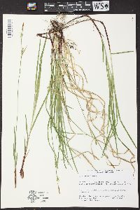 Carex woodii image