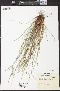 Carex bulbostylis image