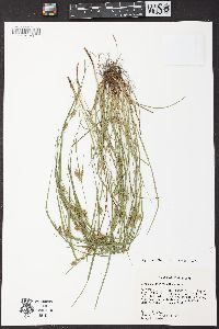 Carex bulbostylis image