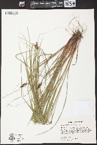 Carex caroliniana image