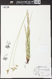 Carex castanea image