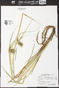 Carex comosa image