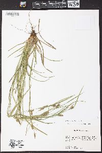 Carex corrugata image