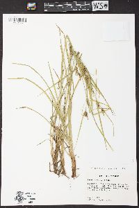 Carex corrugata image