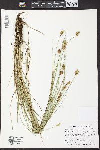 Carex crebriflora image