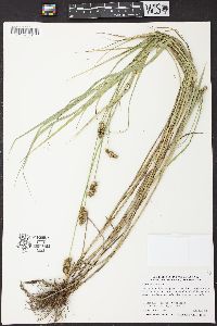 Carex cristatella image