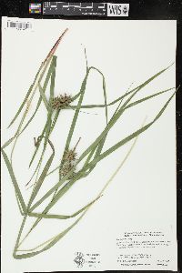 Carex grayi image