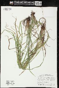 Carex haydenii image