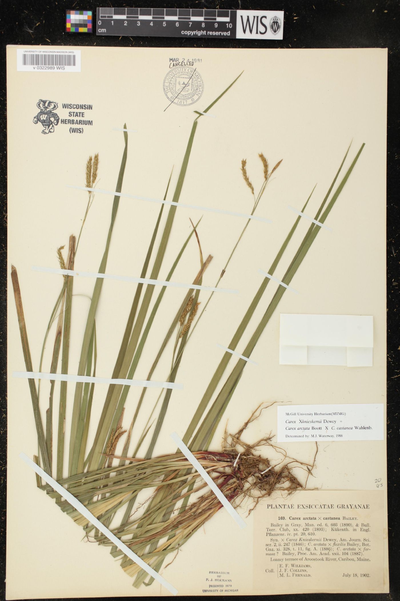 Carex x knieskernii image