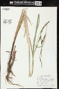 Carex lacustris image