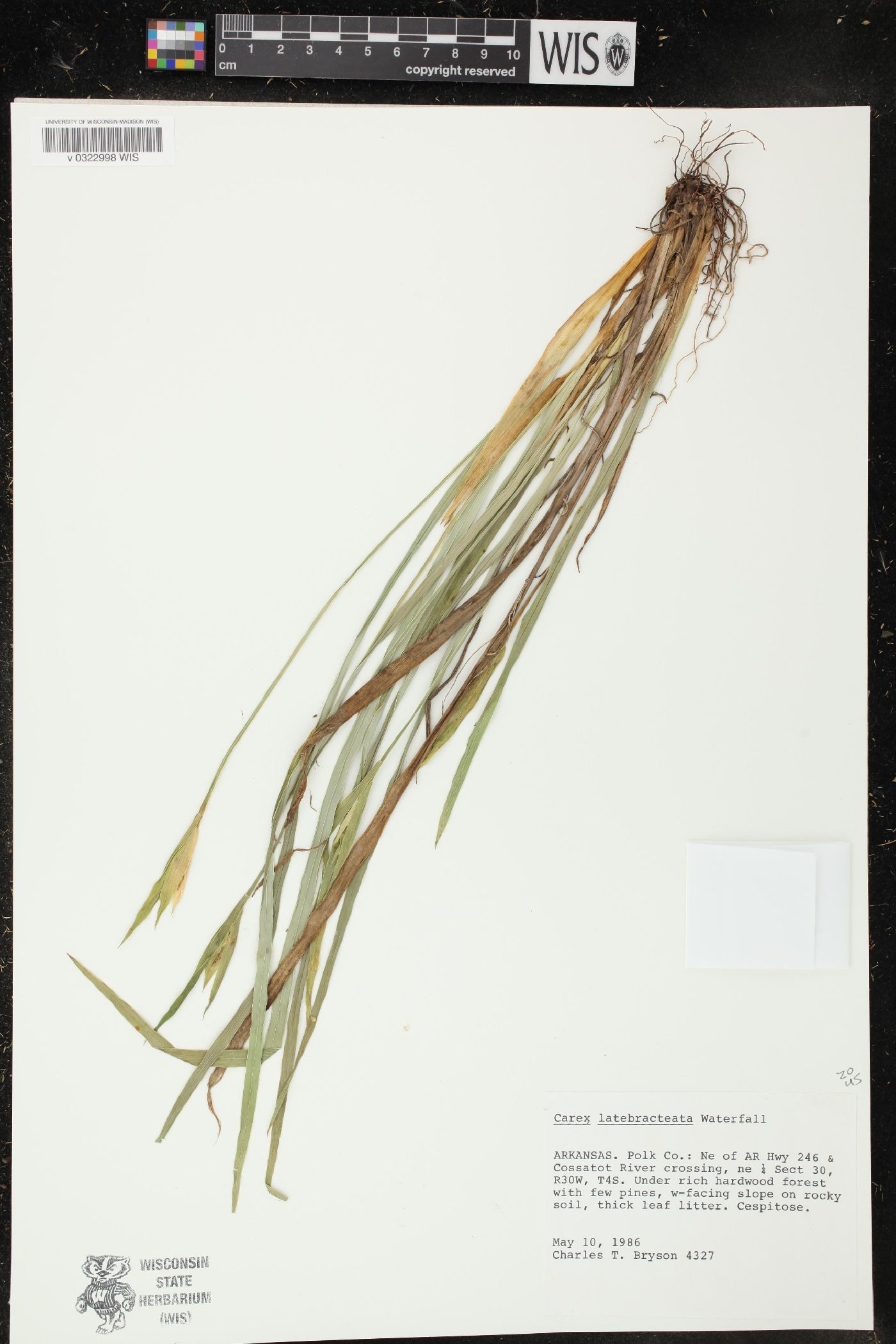 Carex latebracteata image