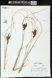 Carex lenticularis image