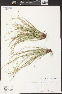 Carex nigromarginata image