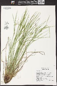 Carex oligocarpa image