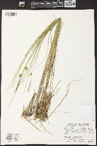 Carex oligosperma image