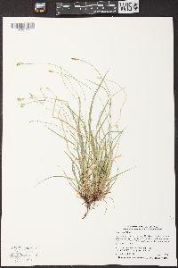 Carex peckii image