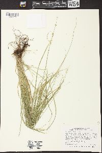 Carex radiata image