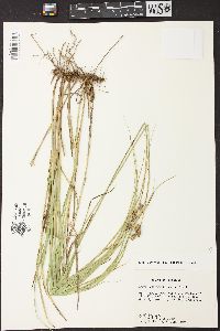 Carex reniformis image