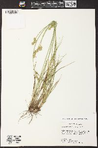 Carex reniformis image