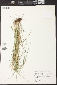 Carex reniformis image