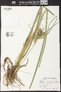 Carex retrorsa image