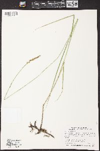 Carex sartwellii image