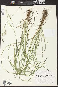 Carex sprengelii image