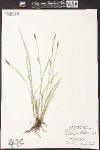 Carex tetanica image