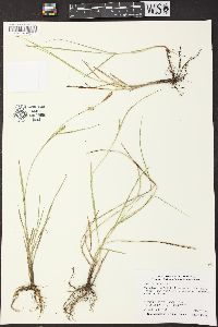 Carex tetanica image