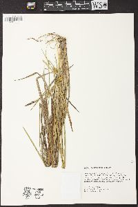 Carex turgescens image