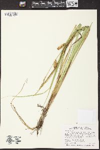 Carex vesicaria image