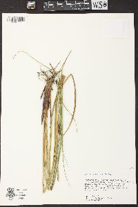 Carex walteriana image