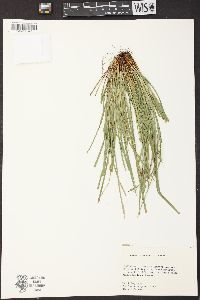 Carex willdenowii image