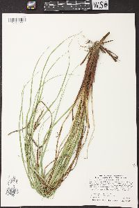 Carex aquatilis var. substricta image