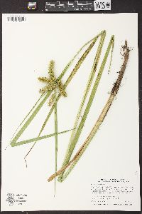 Carex comosa image