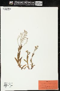 Myosotis alpestris image