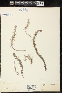 Myriophyllum pinnatum image