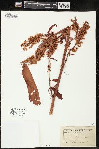 Rumex altissimus image