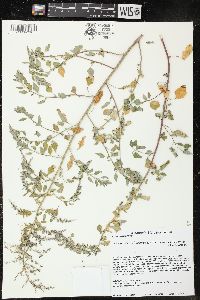 Chenopodium berlandieri image