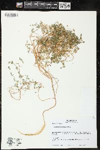Chenopodium pallidicaule image