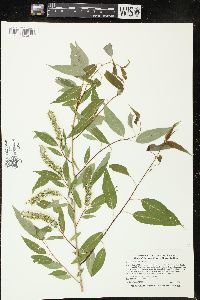 Salix amygdaloides image