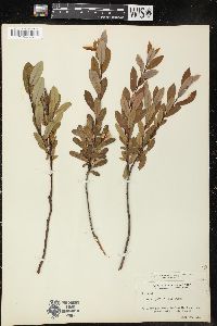 Salix pedicellaris image