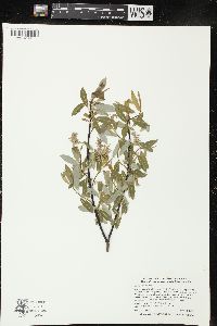 Salix petiolaris image