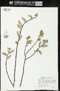 Salix planifolia image